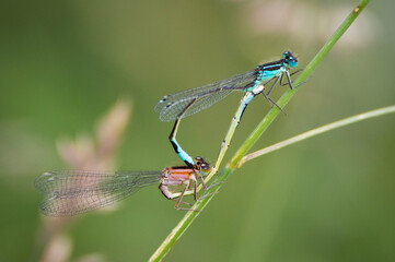 Damselflies mating on a grass stalk