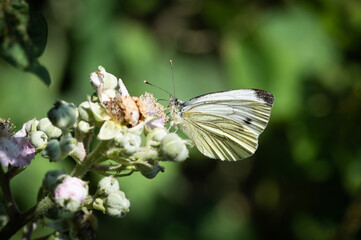 Green-veined white butterfly feeding from the flower of a blackberry bush