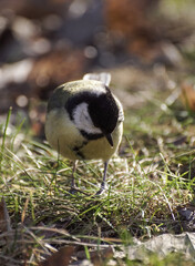 a bird