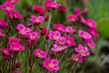 Spring flowers. Blooming pink saxifrage. Natural flower background.