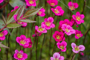 Spring flowers. Blooming pink saxifrage. Natural flower background.