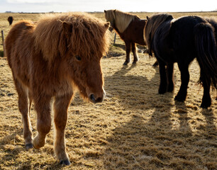 cheval marron islandais accompagné de ses congénères noire et blanc dans une prairie jaune du...