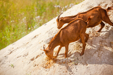 Brown goats graze on the mountain. Goat farm