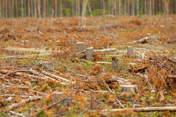 Logging. Empty forest glade with stumps after lumberjacks