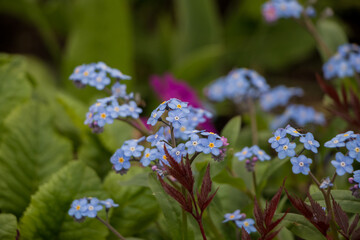 Spring flowers. blue forget-me-not flowers close-up. natural flower background