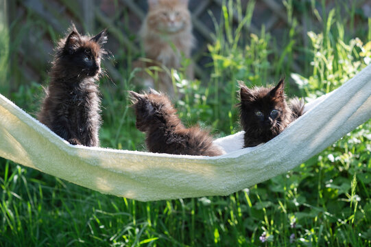 Drei schwarze Maine Coon Kätzchen in einer Hängematte im sommerlichen Garten