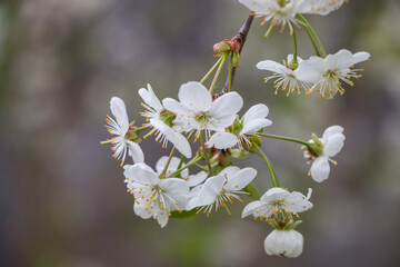 Spring white flowers. Blooming cherry in spring. Natural flower background.