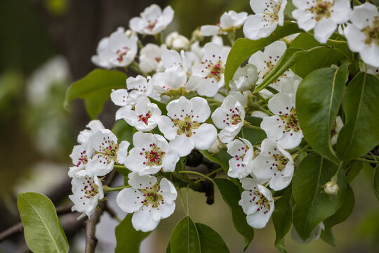 Spring white flowers. Blooming apple tree in spring. Natural flower background.