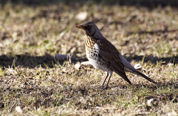 blackbird on the ground
