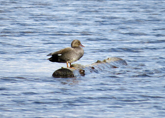 Mallard duck female sailing on a floating wood log
