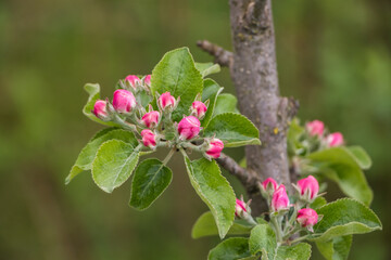 Spring white flowers. Blooming apple tree in spring. Natural flower background.
