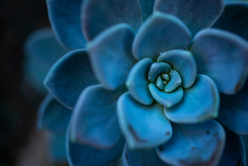 turquoise symmetrical succulent close-up, sustainable development concept, desert cactus parts,...