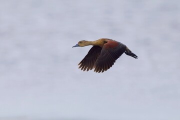 A pair of Lesser Whistling Duck, (Dendrocygna javanica) swimming in the lake with water waves,...