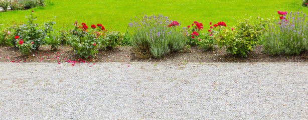 Beautiful rose bed combined with lavender.