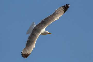 Larus livens. Gaviota de Cortes o de patas amarillas