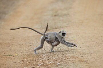 Running tufted gray langur with baby (Semnopithecus priam), also known as Madras gray langur, and Coromandel sacred langur 