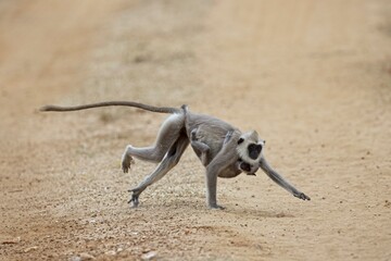 Running tufted gray langur with baby (Semnopithecus priam), also known as Madras gray langur, and Coromandel sacred langur 
