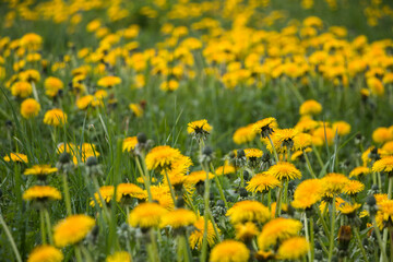 Natural floral spring background. yellow dandelions in the field