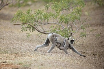 Running tufted gray langur with baby (Semnopithecus priam), also known as Madras gray langur, and Coromandel sacred langur 