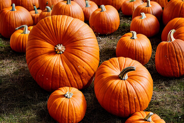 autumn pumpkins lie on the autumn grass, generative AI