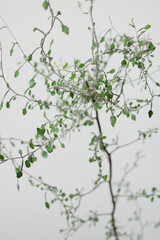 Beautiful 'Corokia Cotoneaster' indoor plant on gray background.