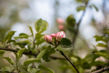 Spring flowers. Blooming apple tree in spring. Natural flower background.