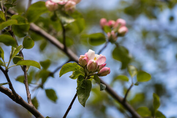 Spring flowers. Blooming apple tree in spring. Natural flower background.