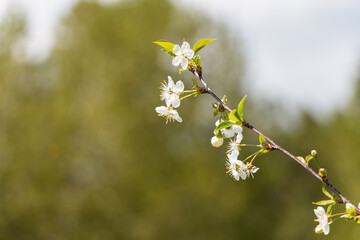 Spring white flowers. Blooming cherry in spring. Natural flower background.