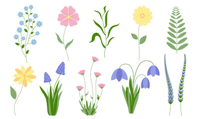 Set of spring wildflowers. Collection of colorful botanical elements for design
