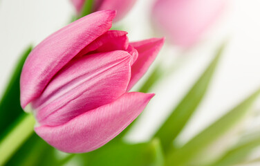 Pink tulip macro. Spring background