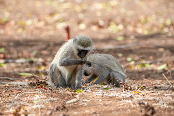 two vervet monkeys searching for food on the ground