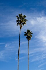 Obraz premium beach, tropical climate, vacations, sun, sunlight, sunny, summer, coastline, coastal feature, sea, waterfront, tropical, Los Angeles County, City of Los Angeles, Los Angeles, Southern California, Cali