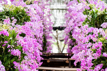 Pink orchids flowers on nature background.