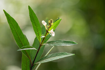 Justicia gendarussa Burm.f. on nature background.
