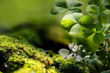 Clover laves and moss on natute background.