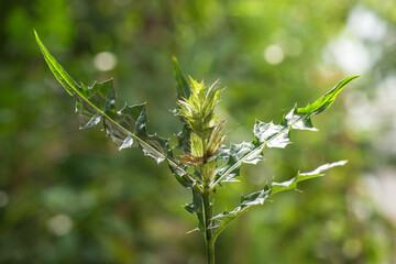 Sea holly or Acanthus ebracteatus tree on nature background.