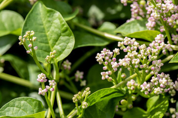 Basella alba flowers on nature background.