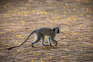 Vervet monkey walking over stone road with yellow flowers © Philipp