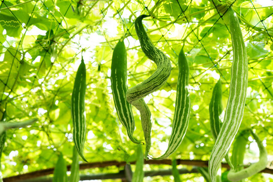 Snake gourd or Trichdsanthes cucumerina green fruits on nature background.