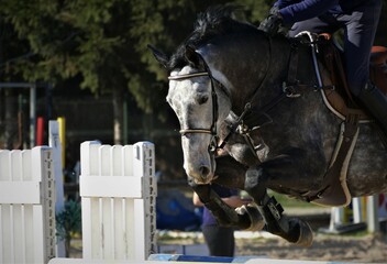 Horse with jockey jumping in motion