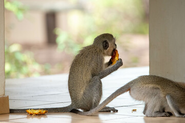 monkeys stealing food and eating it in south africa