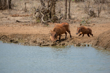 Warthog family drinking water from a lake