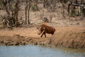 Warthog family drinking water from a lake