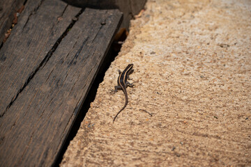 Lizard standing in the sun