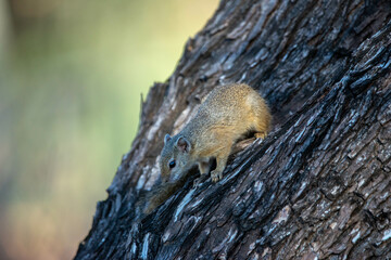 An african squirrel on a tree

