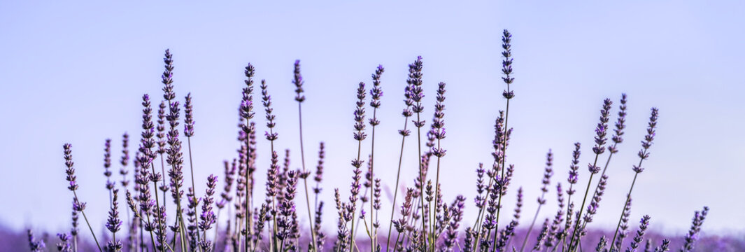 Violet lavender field in Provence in selective focus. Lavender flowers at sunrise in pastel colors, wide landscape for banner. Panoramic landscape with bloom lavanda.