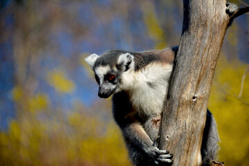 The cute and funny ring-tailed lemur. Stock photo. © Moneynetar 