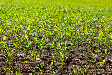 Green field with young corn in sunlight.