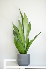 Beautiful indoor plant 'Sansevieria trifasciata Moonshine' in dark gray ceramic pot on a white shelf.