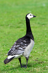 A beautiful large Southern Swedish goose (Goose Scania)